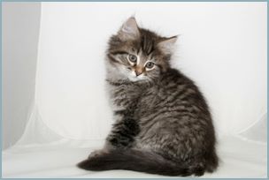 Male Siberian Kitten from Deedlebug Siberians